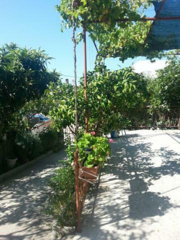 Pavlinovic Jure Apartment Makarska Exterior foto